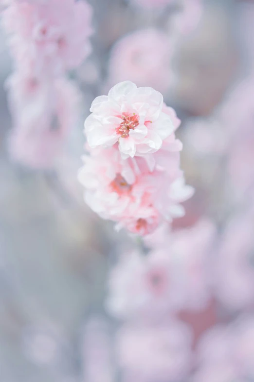 small pink flowers in the middle of a forest