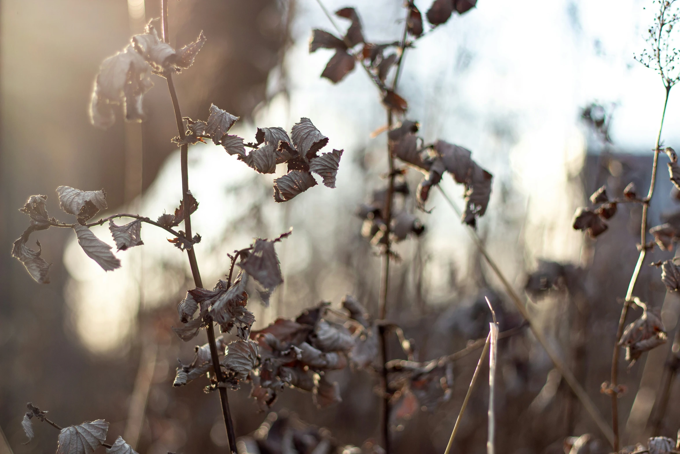 a close up view of small plant leaves