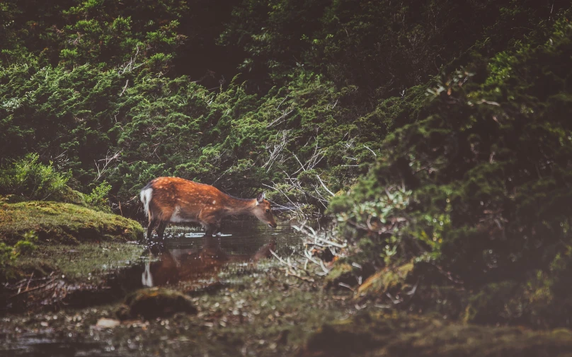 cows drinking water from the stream, among trees