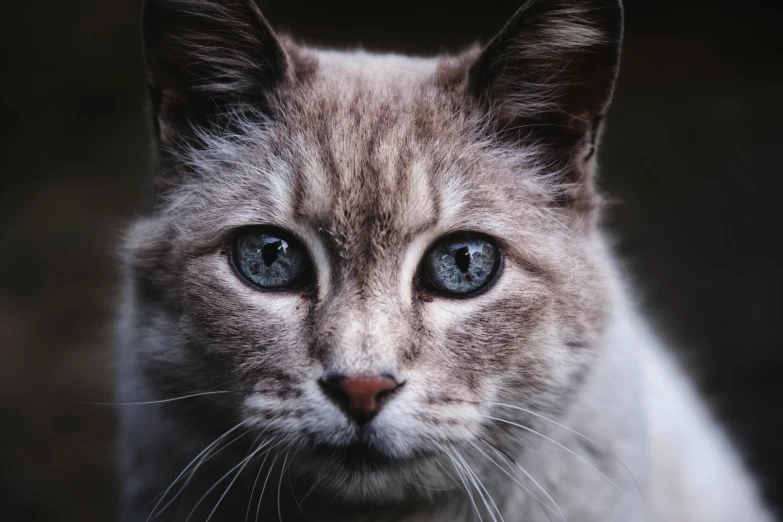 a gray cat with blue eyes and short whiskers