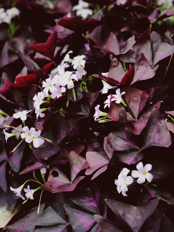 some purple and white flowers are next to each other