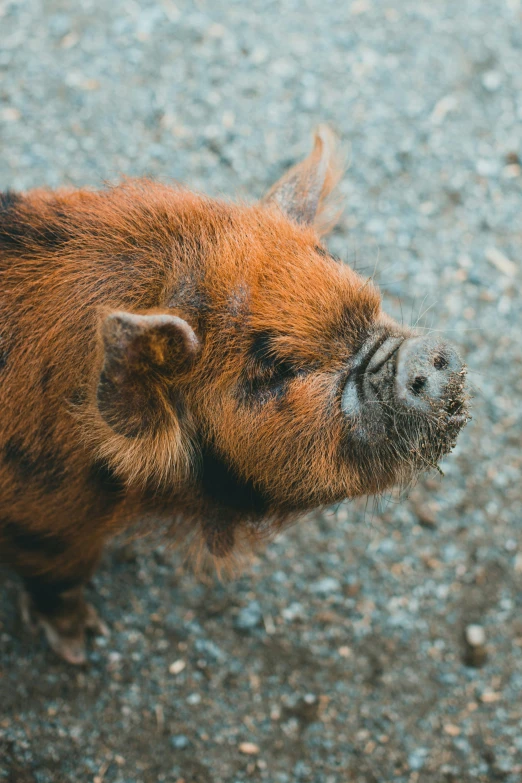 there is a baby boar looking up at the sky