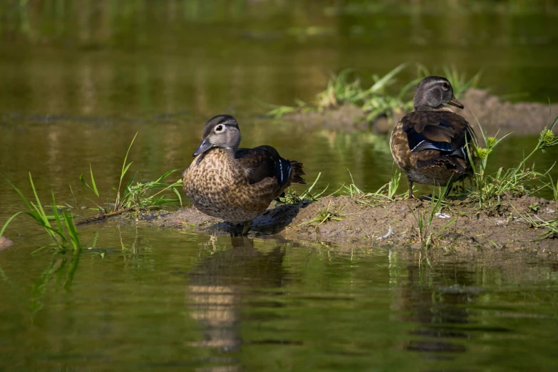 two ducks in the water on an island