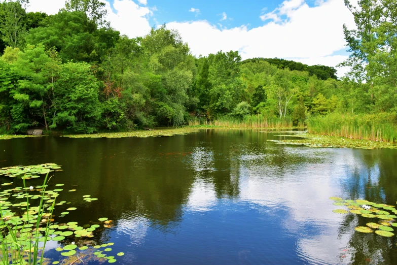 a pond surrounded by lots of greenery next to a forest