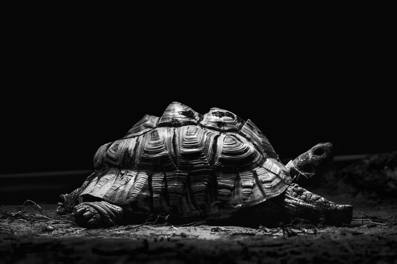 two tortoises in black and white with a black background