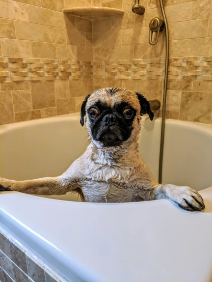a pug dog is in the bathtub with his paws up