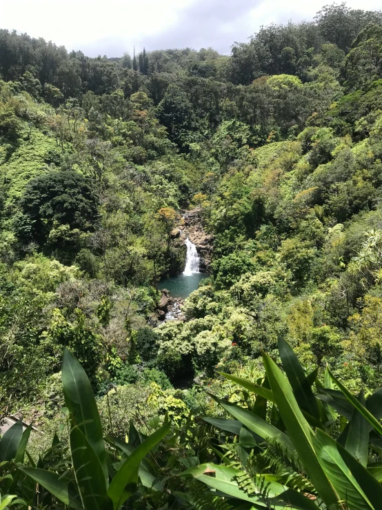 a wide river running through a lush green jungle