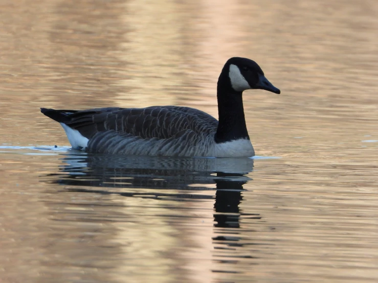 a black and white duck floating on top of a lake