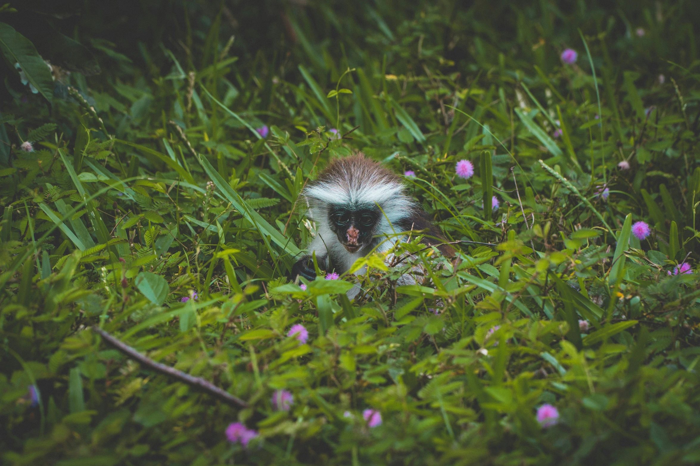 a green and white animal in a field of grass