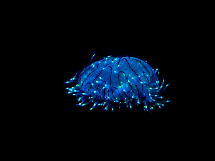 this is a blue jellyfish covered in green and blue lights