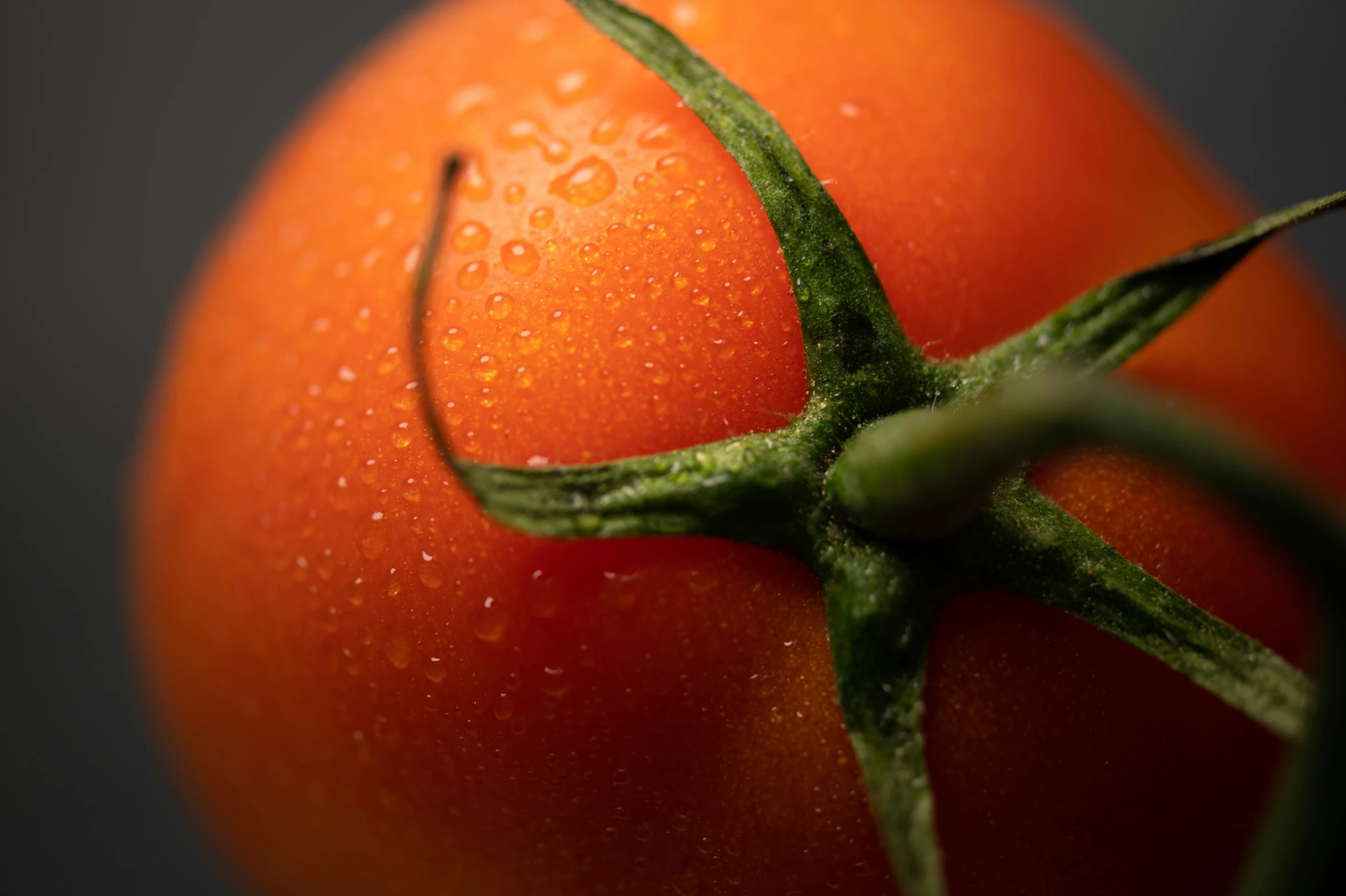 the green stems on a tomato are wet