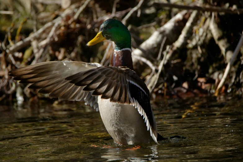 a duck is flying over the water in it's pond