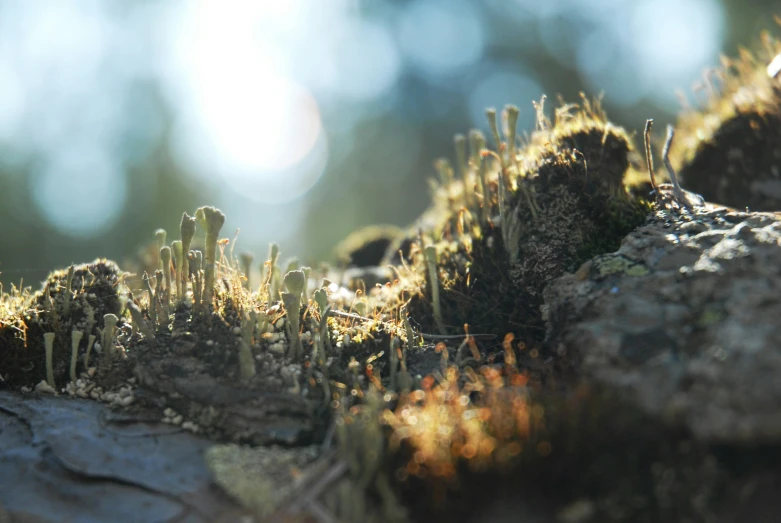 small plants sprout from the ground in a dirt patch