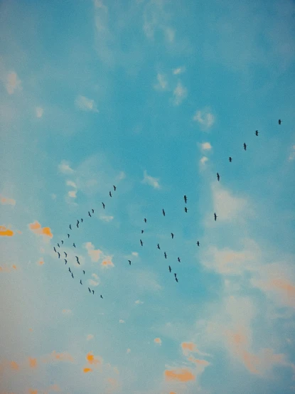 a large flock of birds flying in the sky at sunset