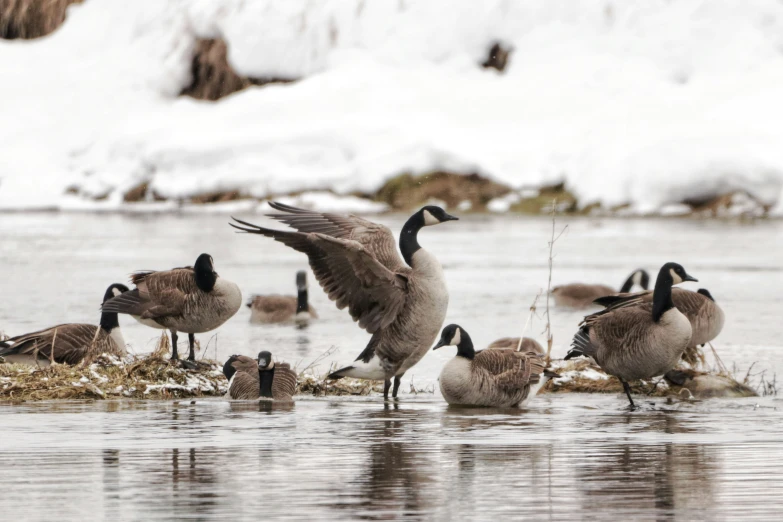 several canadian geese feeding in shallow water near ice