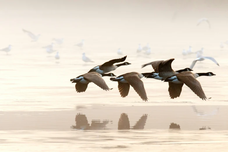 some birds are flying over a body of water