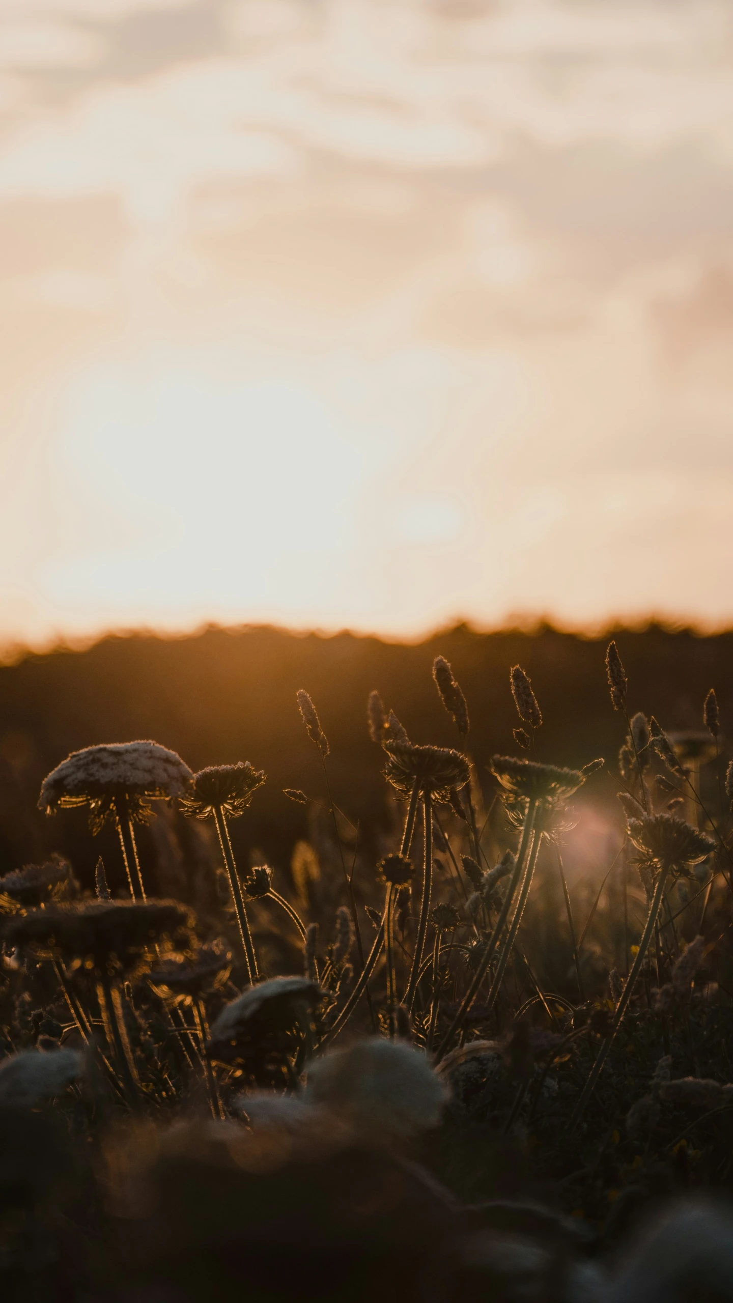 a bike in front of the sunset and weeds