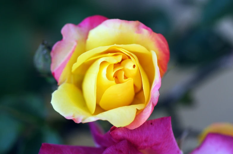 a yellow and pink rose is close up