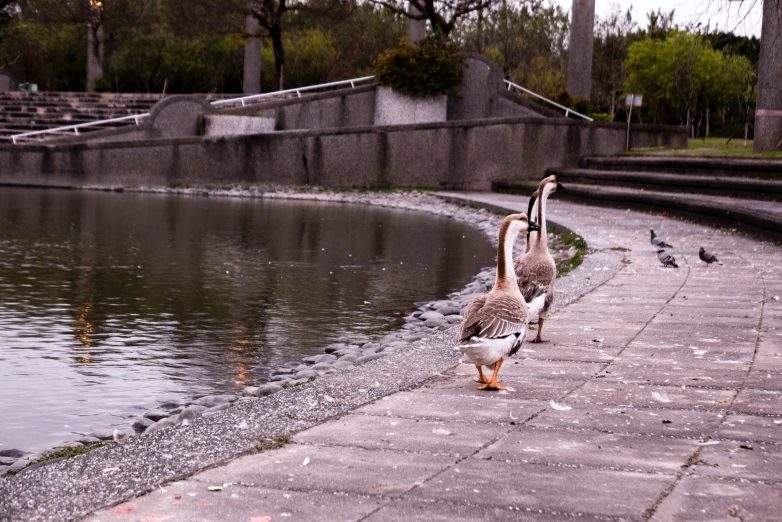 a couple of ducks are walking around