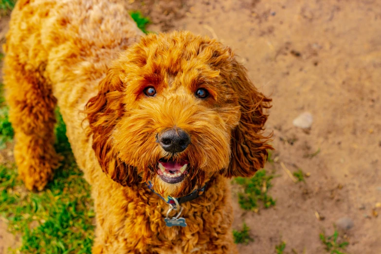 a brown dog with blue eyes and an alert look on his face