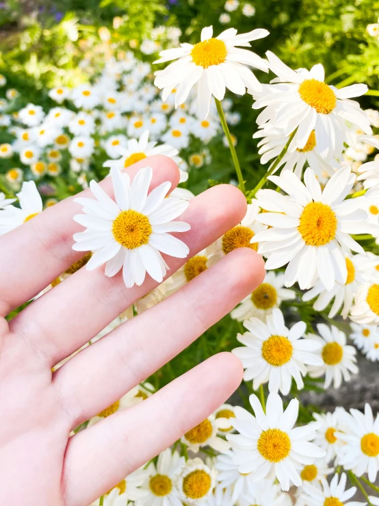 small daisies in a hand near a tree