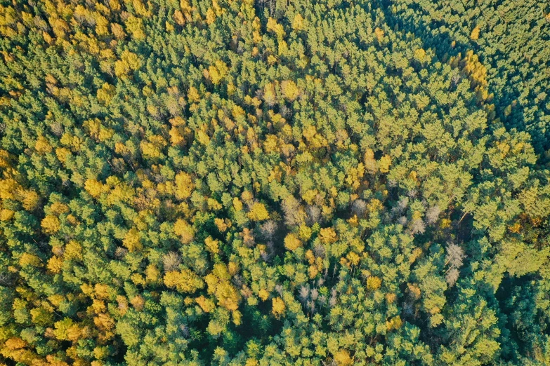 trees covered with yellow leaves from a bird - eye view