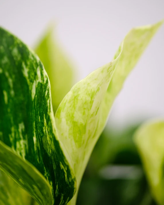 a green plant with yellow spots on the leaves