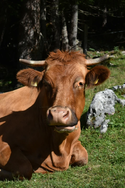 a brown cow laying in the grass near trees