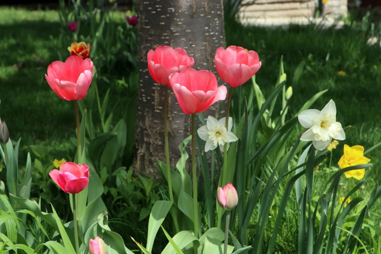 some pink and white tulips are in the grass near a tree