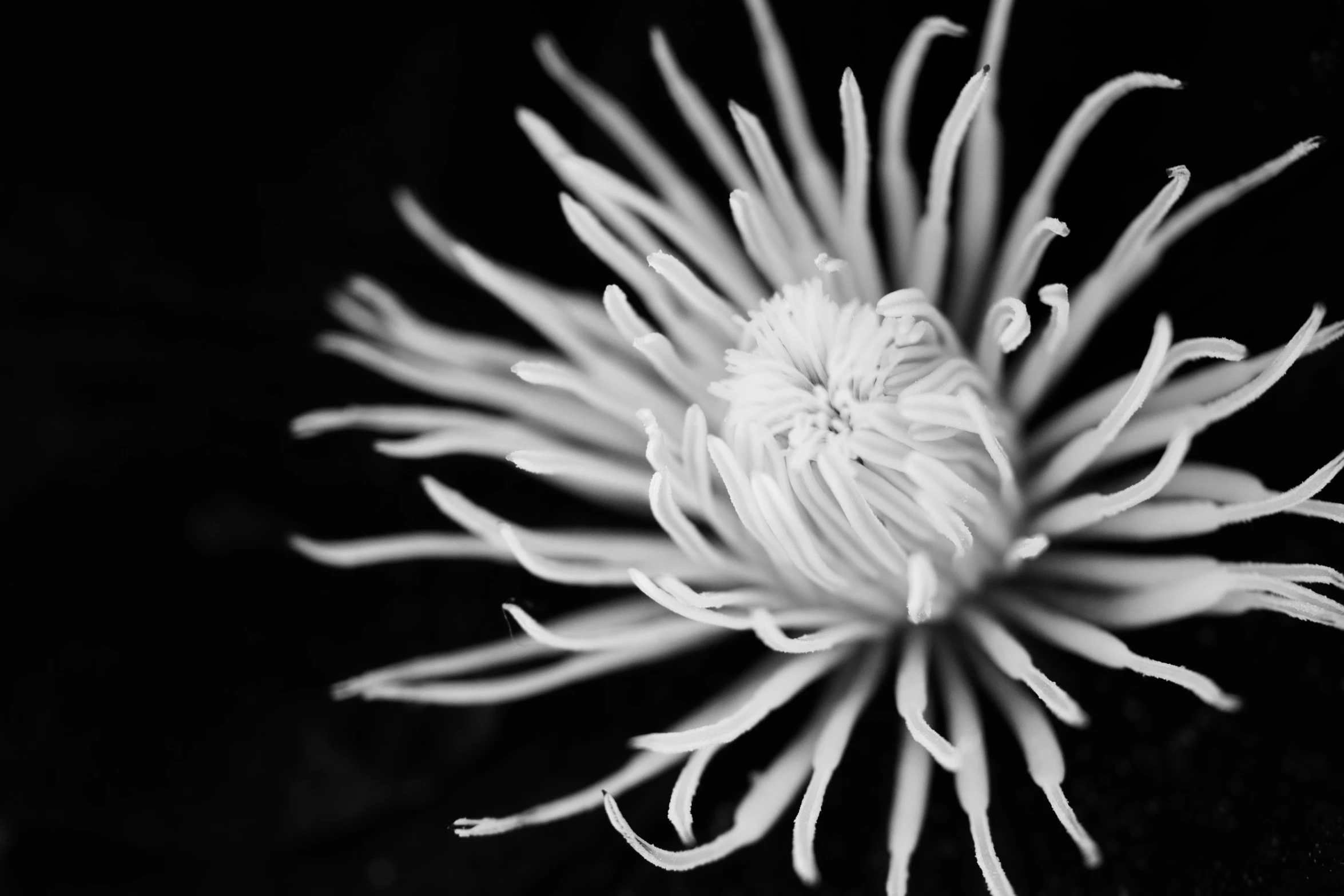 a close - up po of an artichoke on a dark background