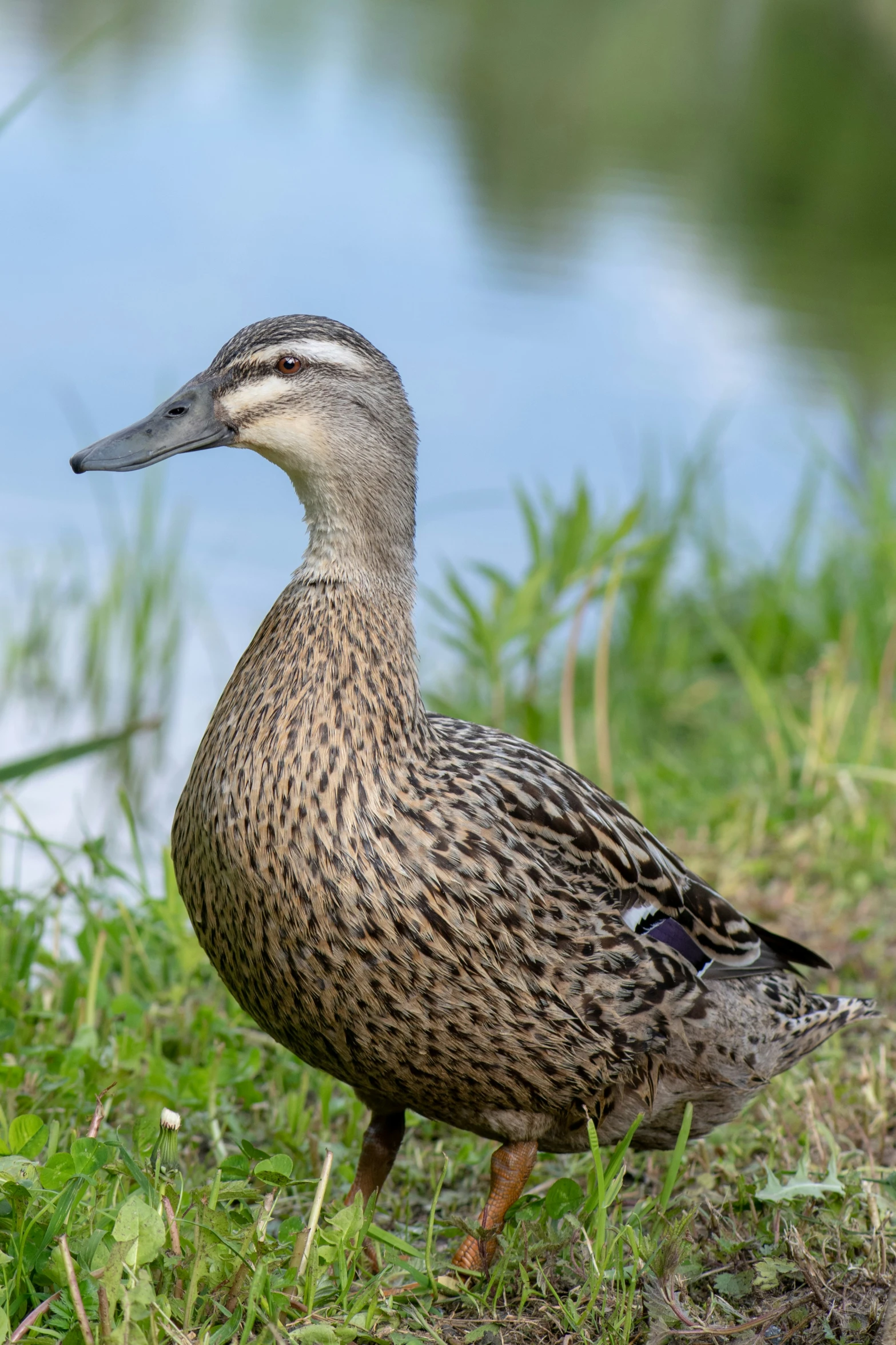 a duck on the grass near some water