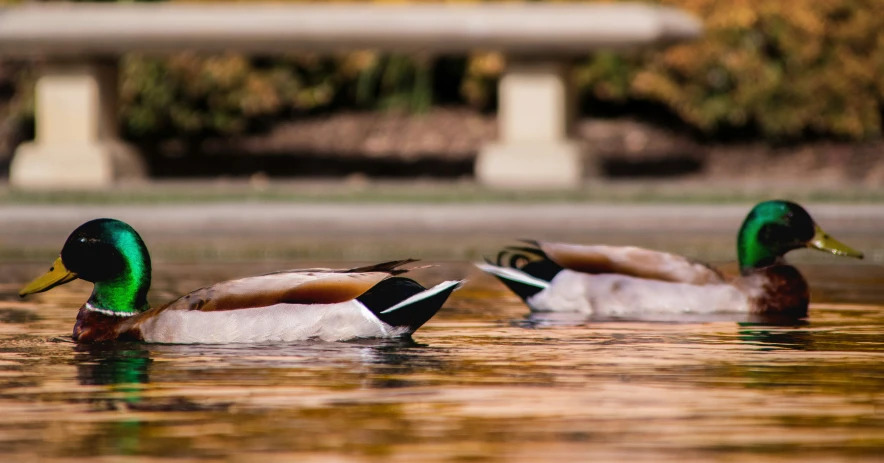 three ducks swim in a pond while the sun is out