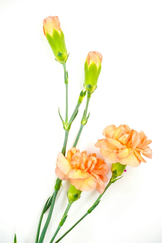 flowers in front of a white background of orange flowers