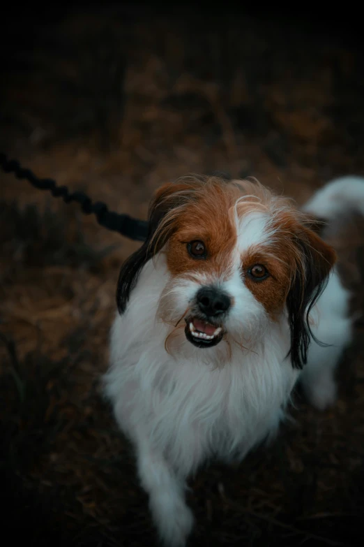 a small white and brown dog tied to a rope
