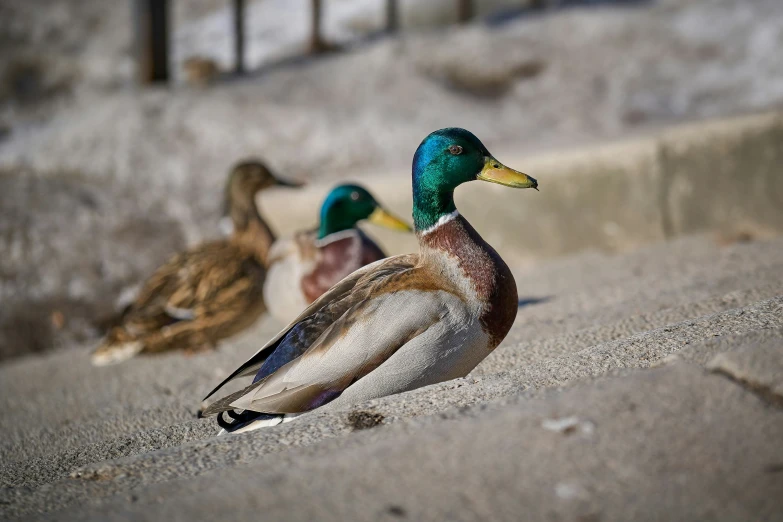 three ducks sitting on the ground next to each other