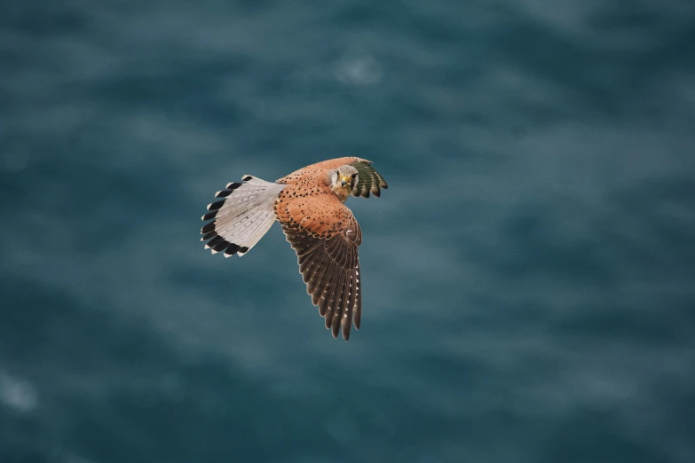 a colorful bird flying over the ocean