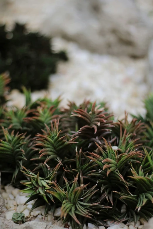 some very pretty plants growing out of some rocks