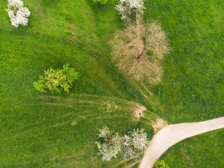 a trail is going through a grassy area