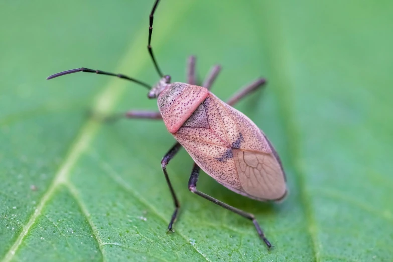 a bug on a green leaf with lots of black bugs