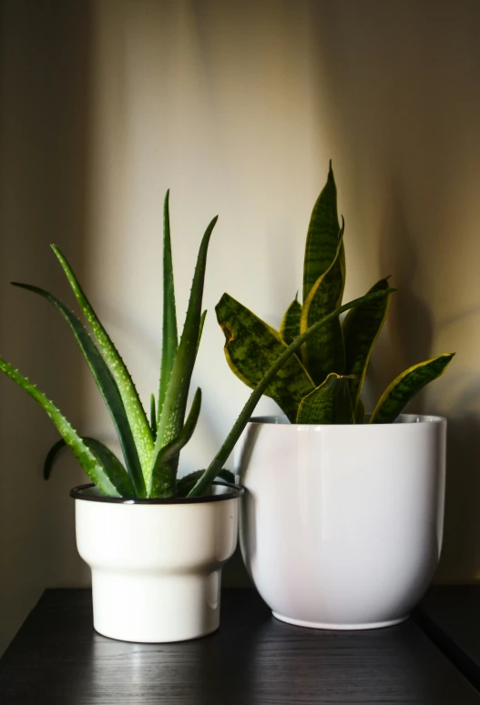 two plants sitting on top of a table