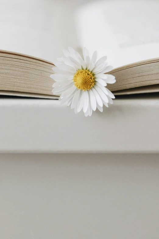 a single daisy that is resting on top of an open book