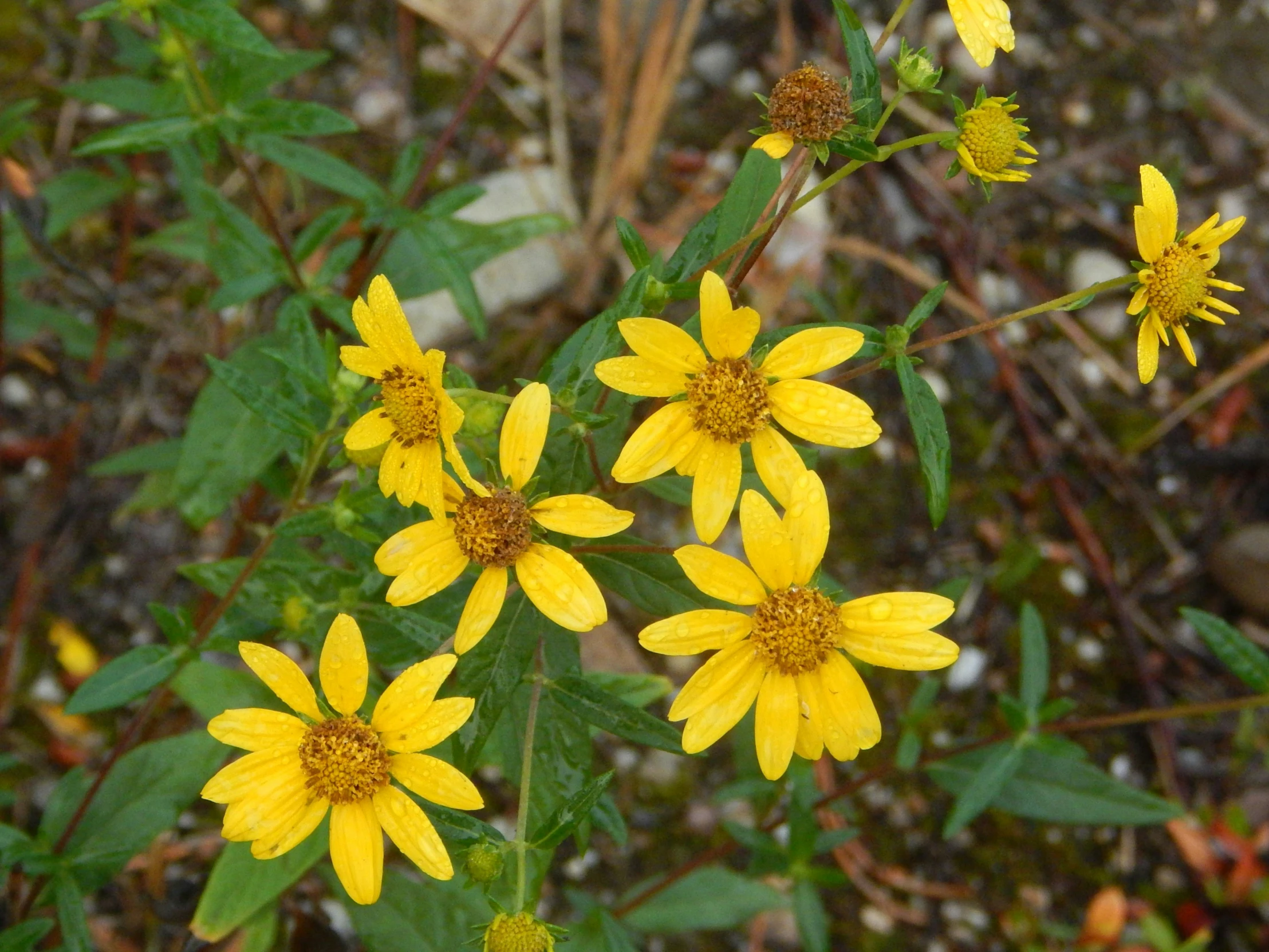 bright yellow flowers with green leaves next to rocks