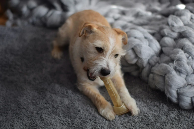 there is a dog chewing on a toy