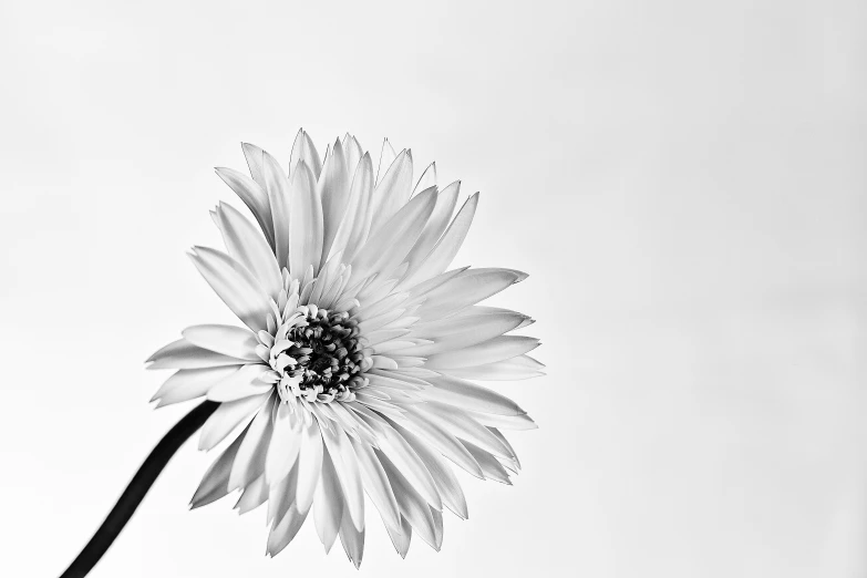 a black and white po of a large daisy