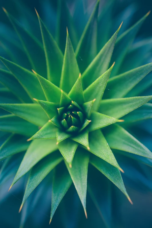 the inside of a plant with large green leaves