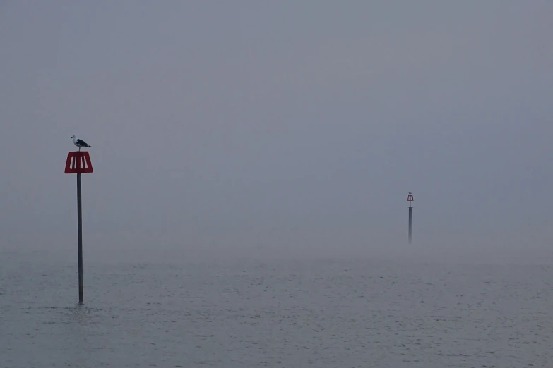 a lone bird is perched on top of a sign post