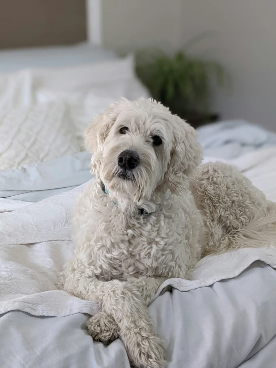 a white dog is laying on a bed