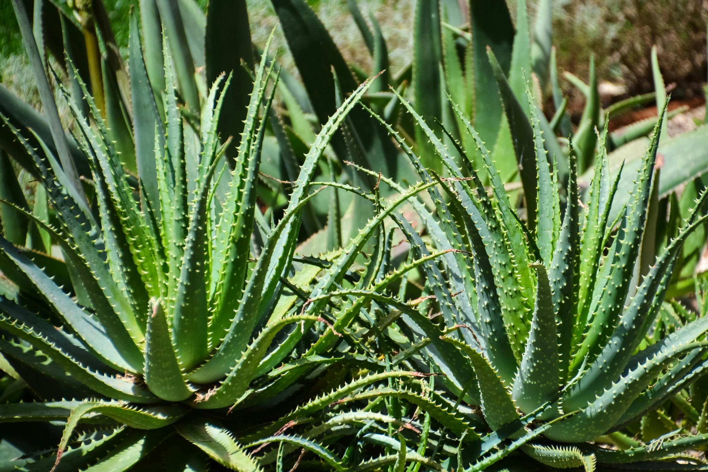 a small plant that is in a garden