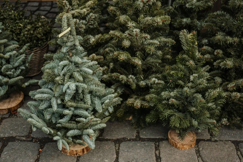 many different types and shapes of trees