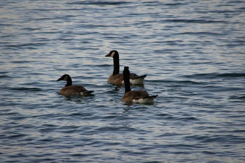 two black and brown ducks in the middle of water